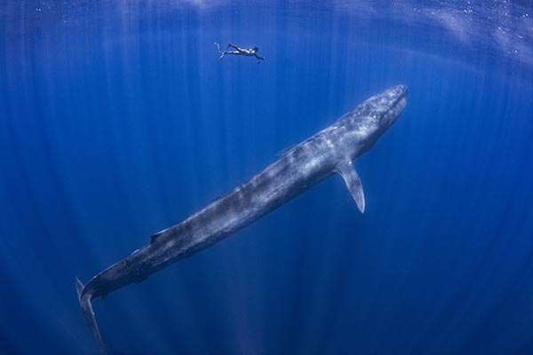 Image: Blue whales slow their heartbeat when diving: Study