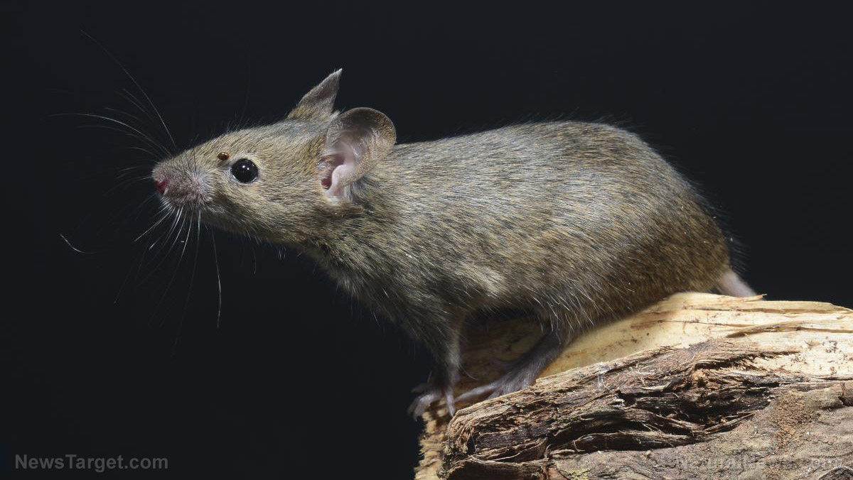 Image: Plague of mice strikes eastern Australia