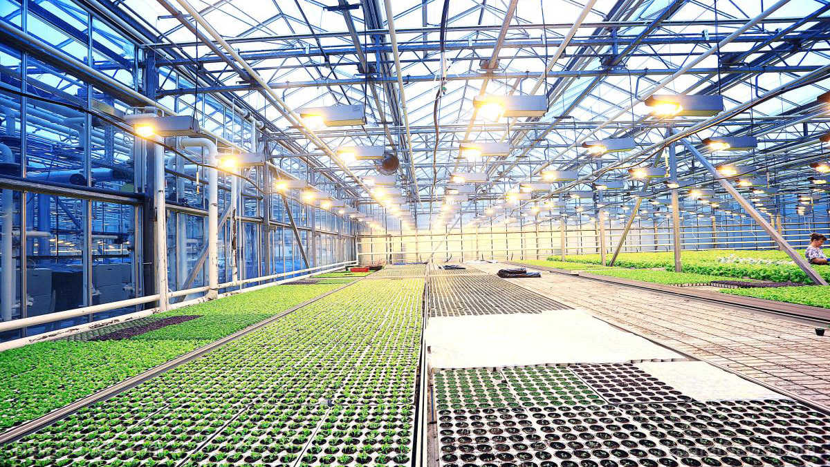 Image: New research shows plants grow just fine in solar cell greenhouses