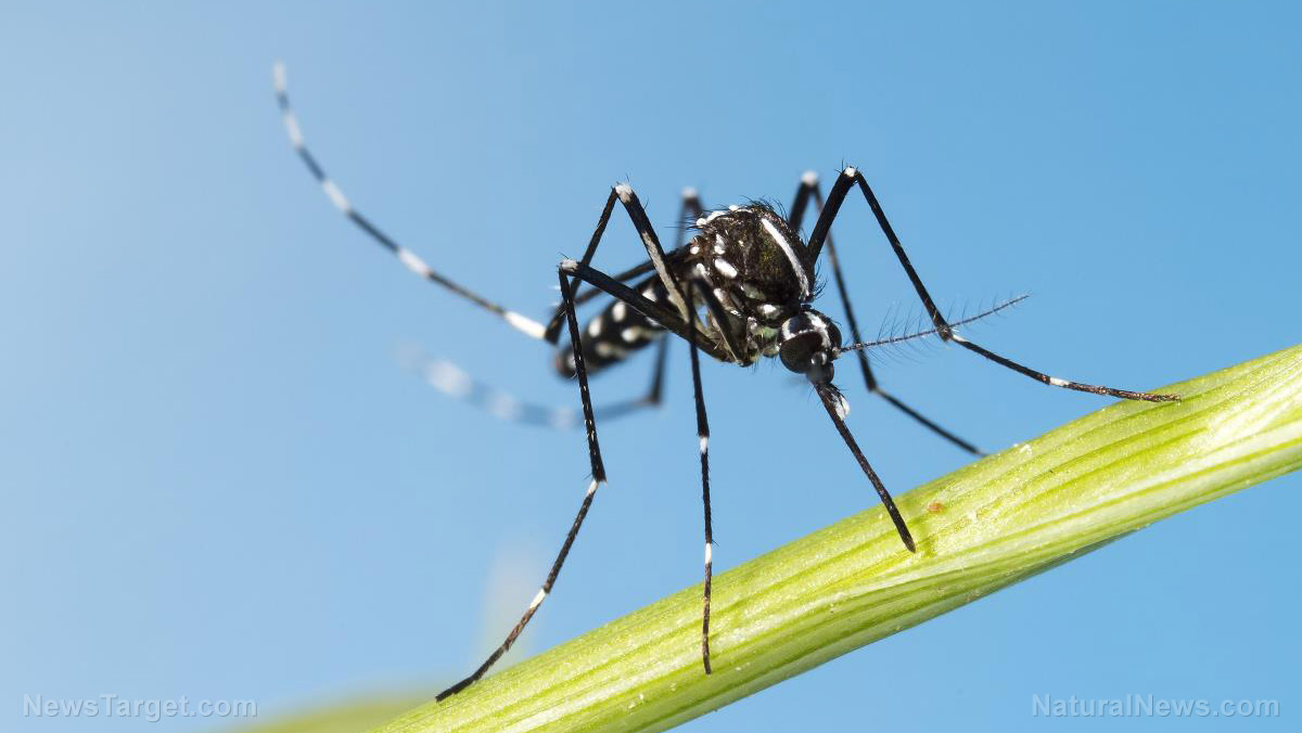 Image: EPA approves release of GMO mosquitoes in the Florida Keys despite safety concerns