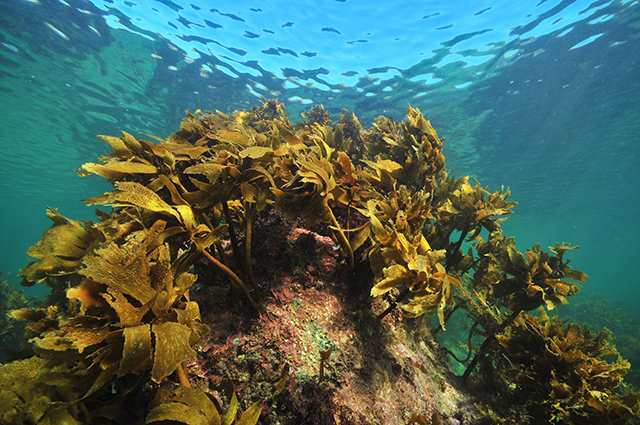 Image: Researchers use “ocean elevators” to grow giant sea kelp – a promising source of biofuel