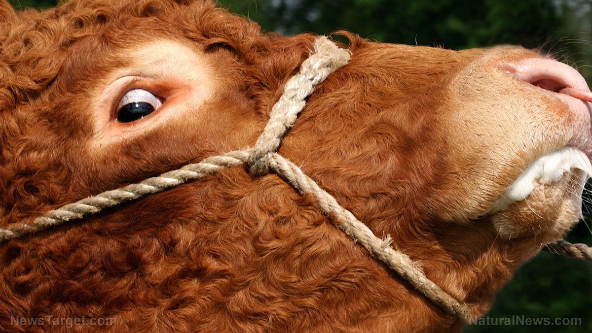 Image: Experimental Covid-19 “vaccines” could cause mad cow disease, experts warn