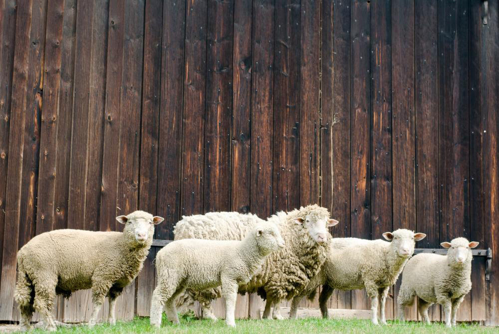 Image: Connecticut solar developers want to use sheep to cut grass on their solar farms