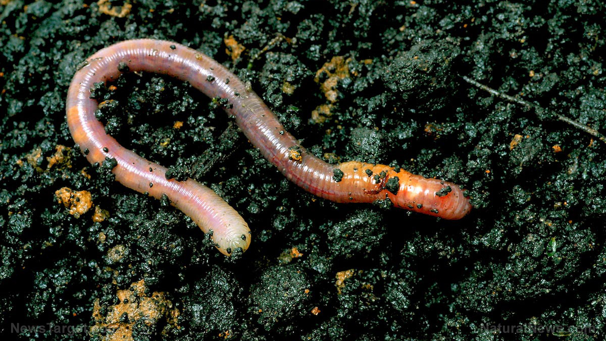 Image: Jumping worms are wreaking havoc in 15 US states
