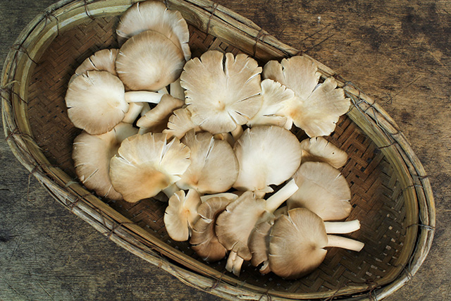 Image: Study finds that consuming more edible mushrooms lowers cancer risk