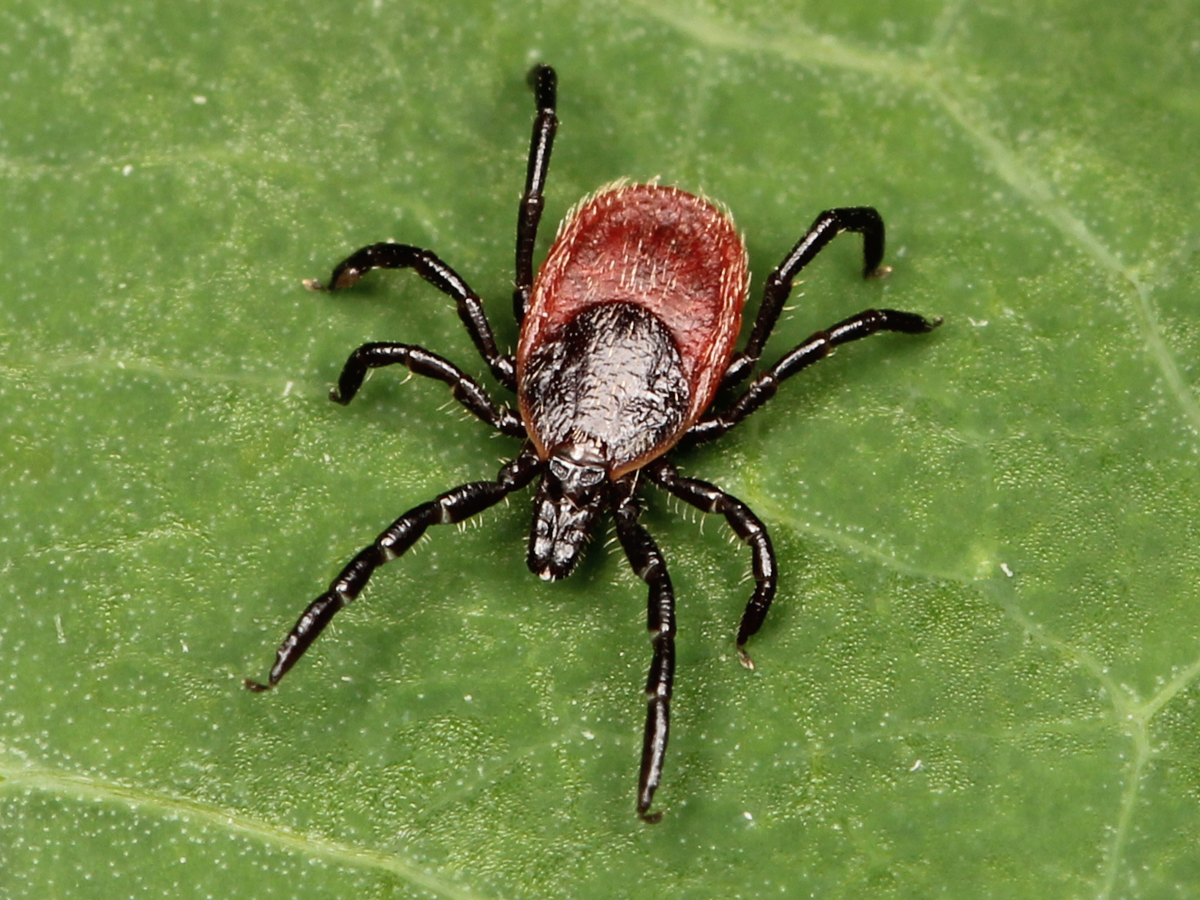 Image: Ticks carrying Lyme disease thrive near California coast, study finds