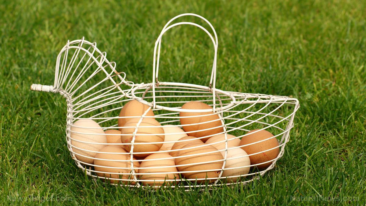 Image: Farmers now eyeing chicken eggs produced in a sustainable manner