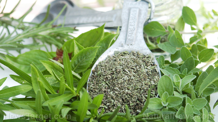 Image: Home gardening tips: How to plant, grow and harvest 3 oregano varieties