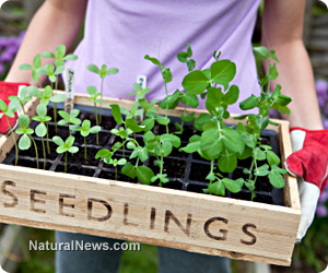 Image: Seed starting 101: 4 Good reasons to start seeds indoors