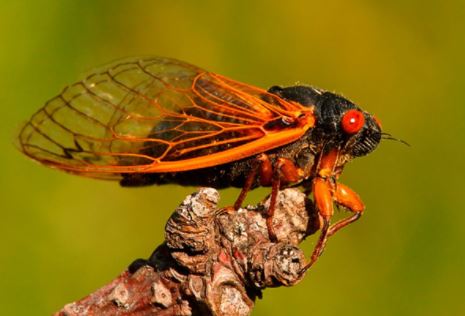 Image: Counterfeit News Network (CNN) promotes eating dangerous mercury-loaded cicada bugs that have been underground for 17 years as the “future of food”