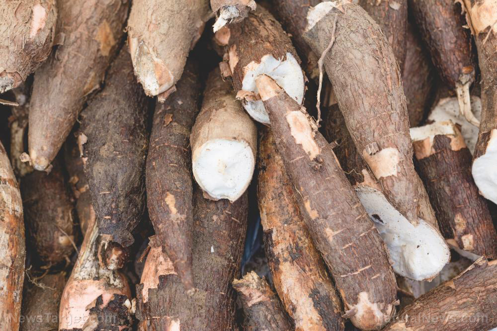 Image: Prepper medicine: How to use arrowroot, a tuber with medicinal properties