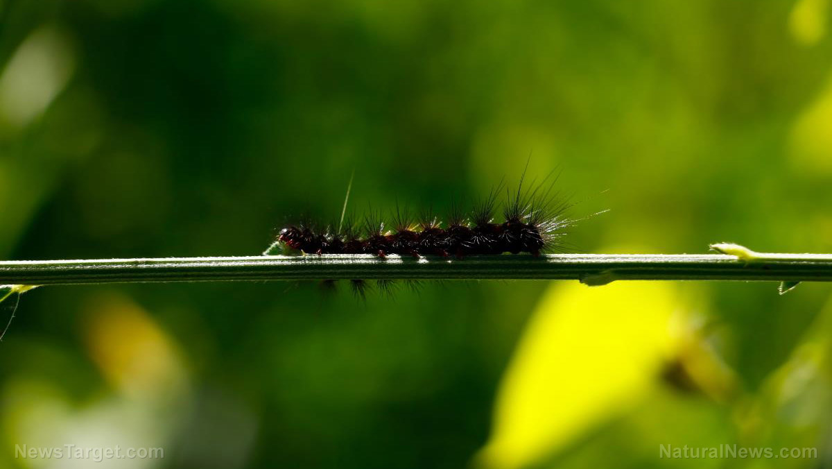 Image: Gypsy moth caterpillars damage trees, threaten forests in northern US