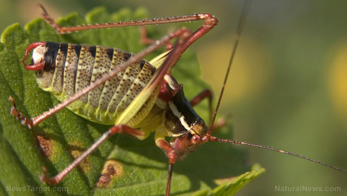 Image: Grasshoppers invade western US – the largest swarm in 35 years