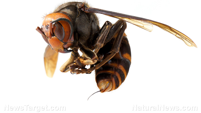 Image: Scientists identify new murder hornet in Washington