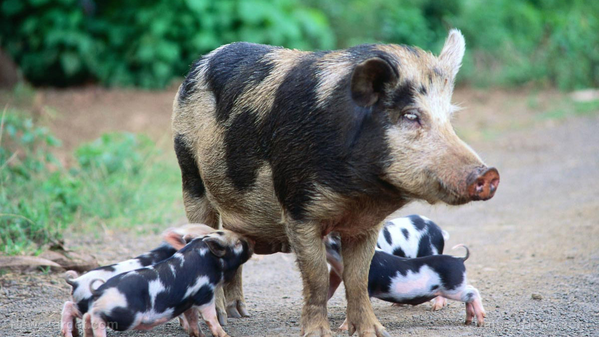 Image: Wild pig-boar hybrids take over closed-off Fukushima danger zone