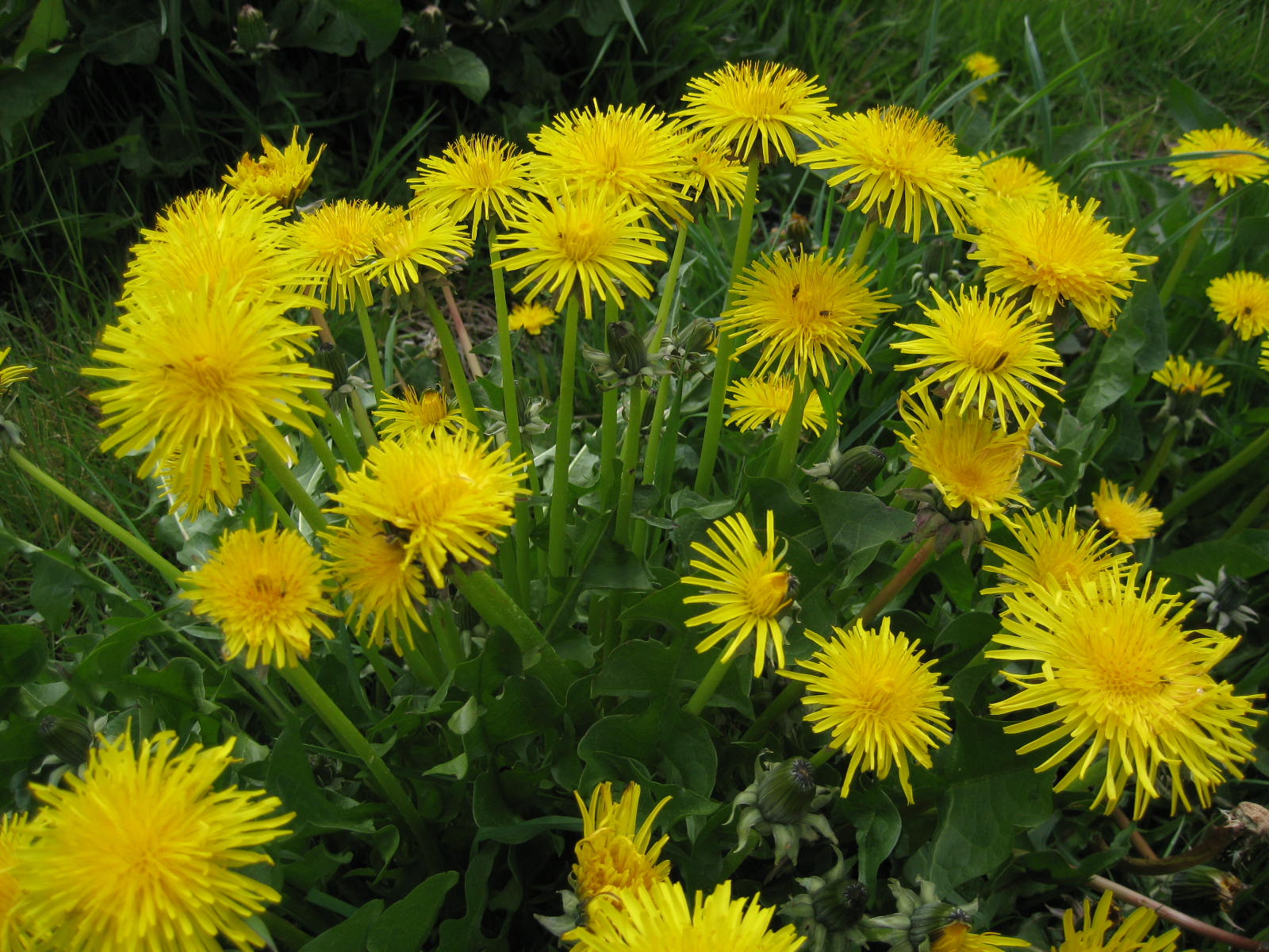 Image: Survival foraging: How to identify and use dandelion, a versatile weed
