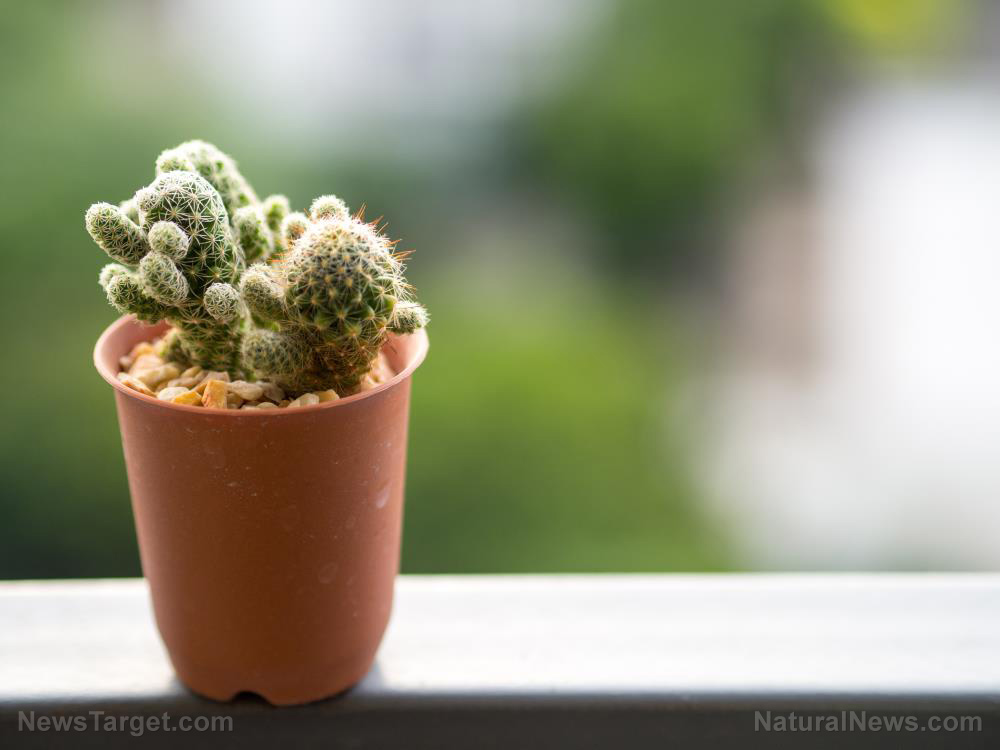 Image: 6 Edible succulents to grow on your balcony