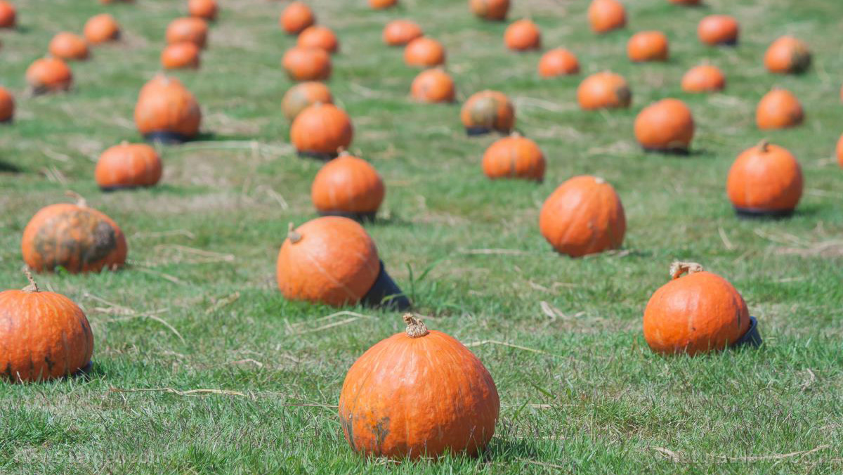 Image: Looming threat of phytophthora blight may affect pumpkin pie fillings for Thanksgiving