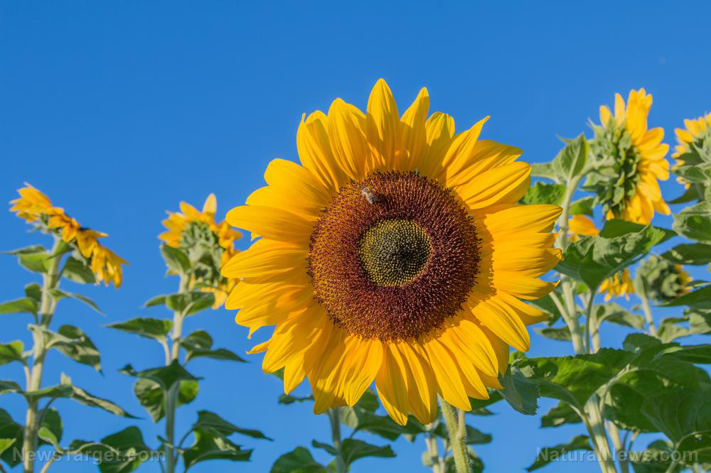 Image: Survival medicine: How to grow and use sunflowers as food and medicine