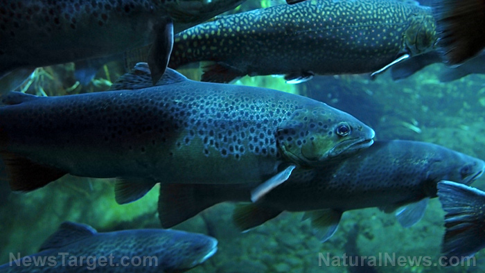 Image: Study: Trout can become addicted to methamphetamines