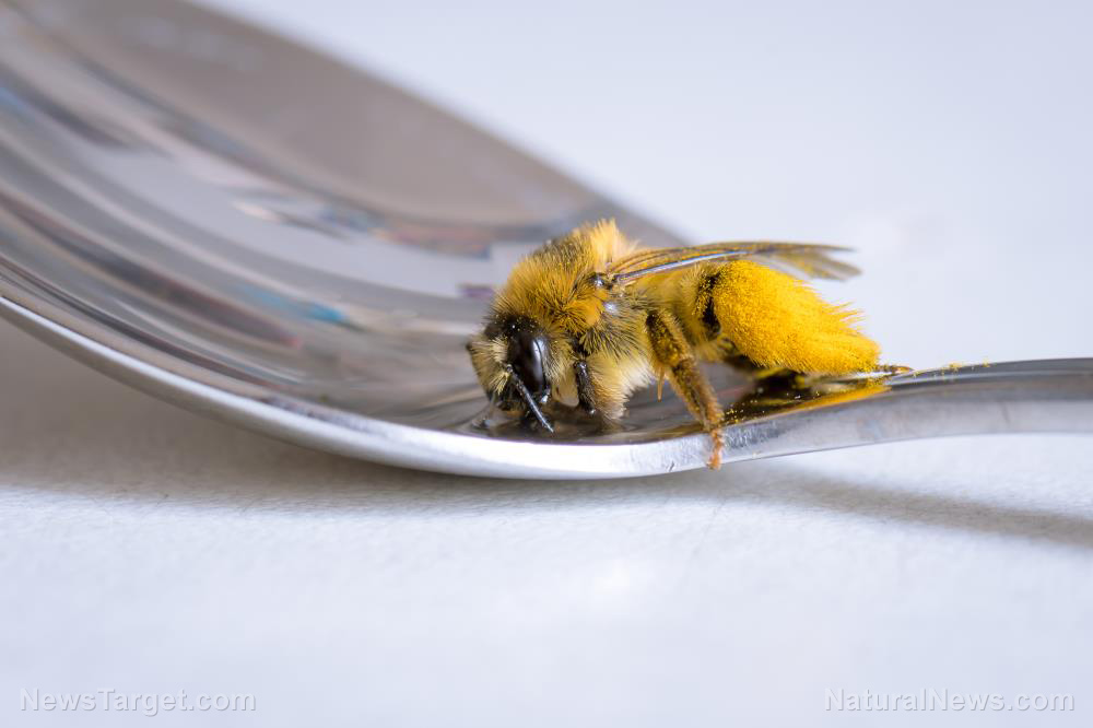 Image: Big lifters: Bees can carry almost their own bodyweight back to the hive when in “economy mode”