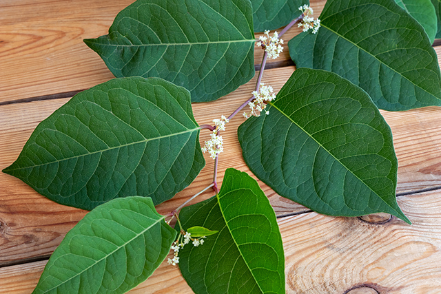 Image: STUDY: Japanese knotweed extract (resveratrol) may help reduce cancer risk linked to processed meat (sodium nitrite)