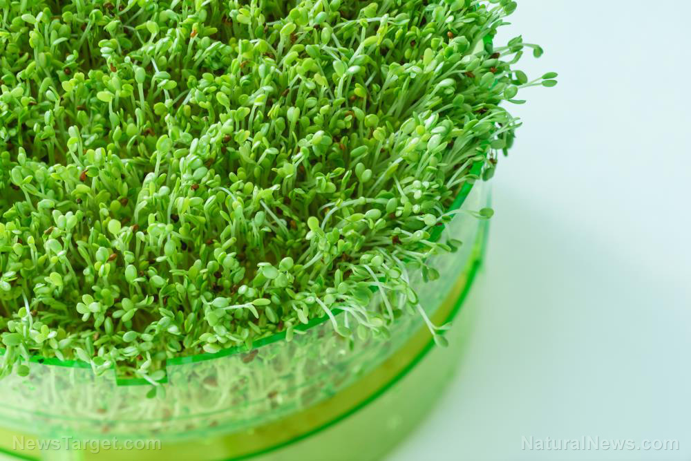 Image: Grow microgreens in your own home with these simple steps