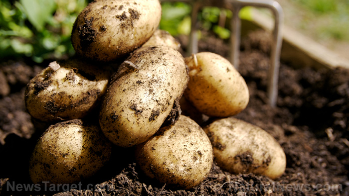Image: Growth-promoting bacteria found to improve potato yield despite unfavorable conditions
