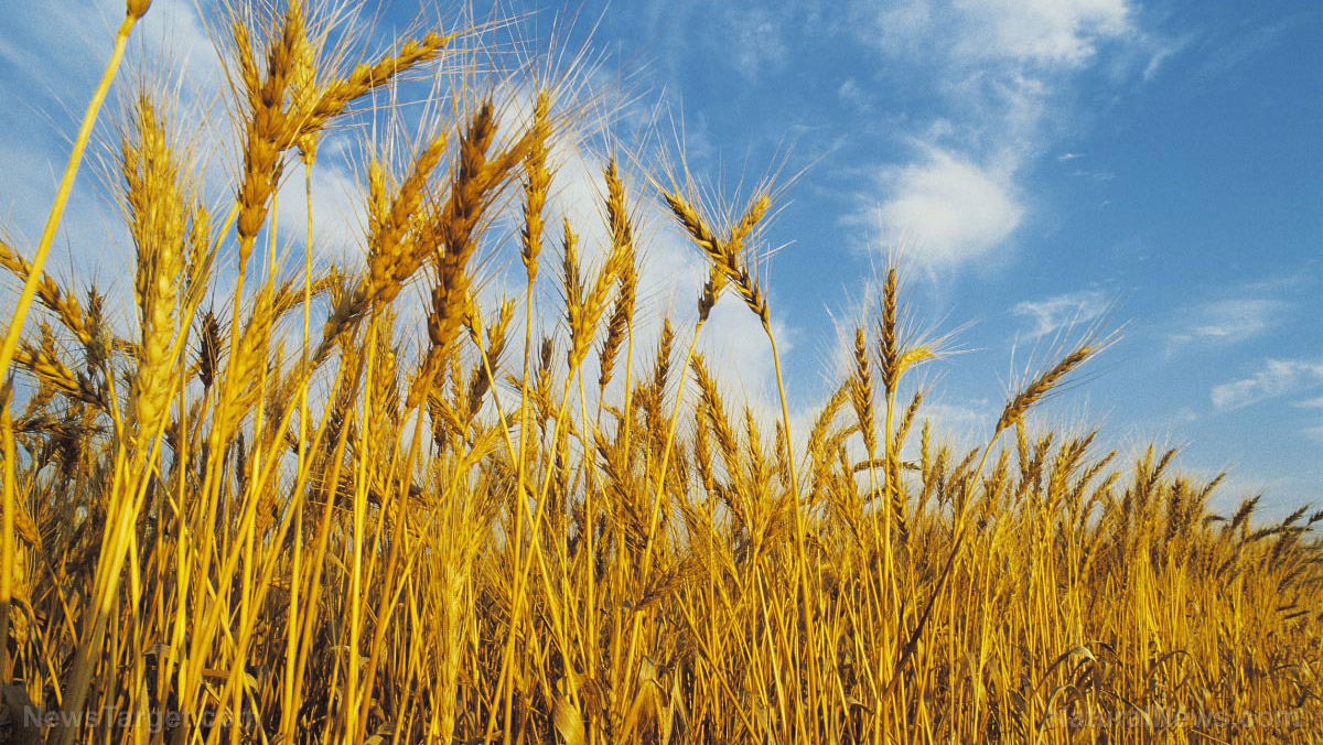 Image: Scientists call for crop diversity to ensure future food security and nutrition