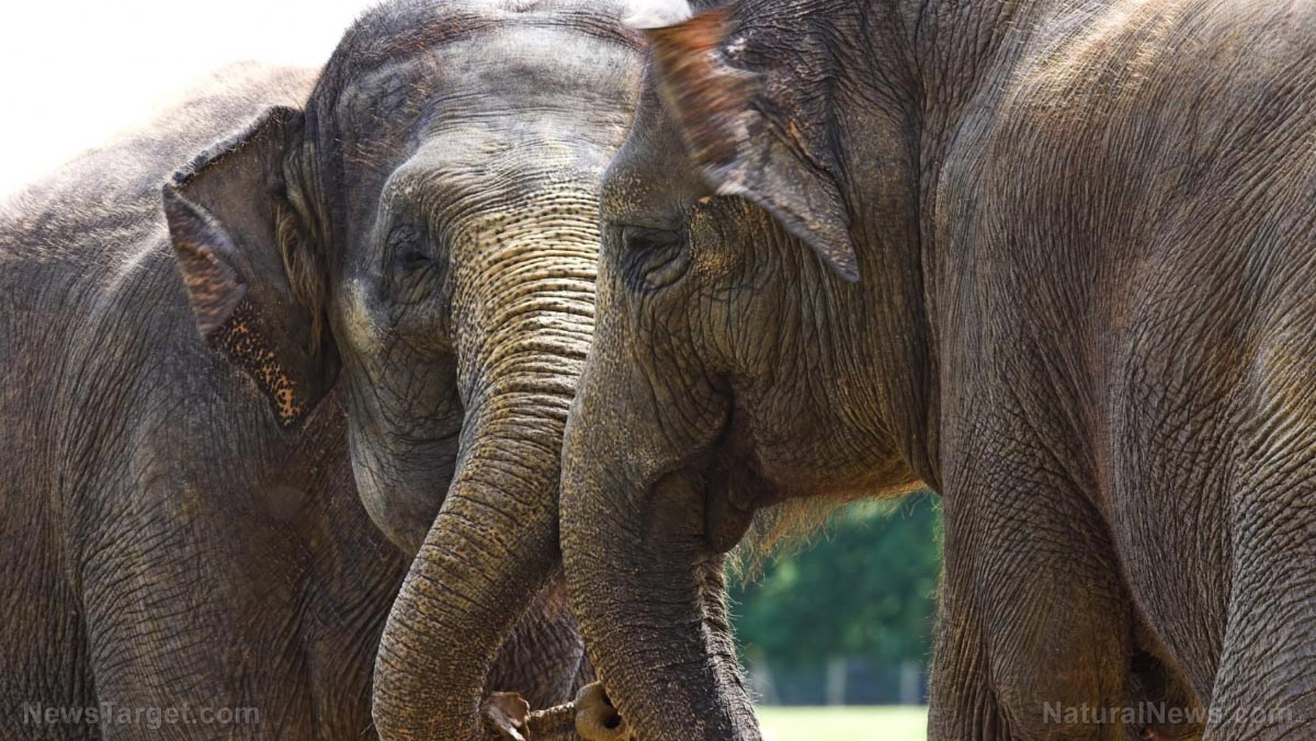 Image: Animal feelings: Study reveals elephants mourn their dead like humans