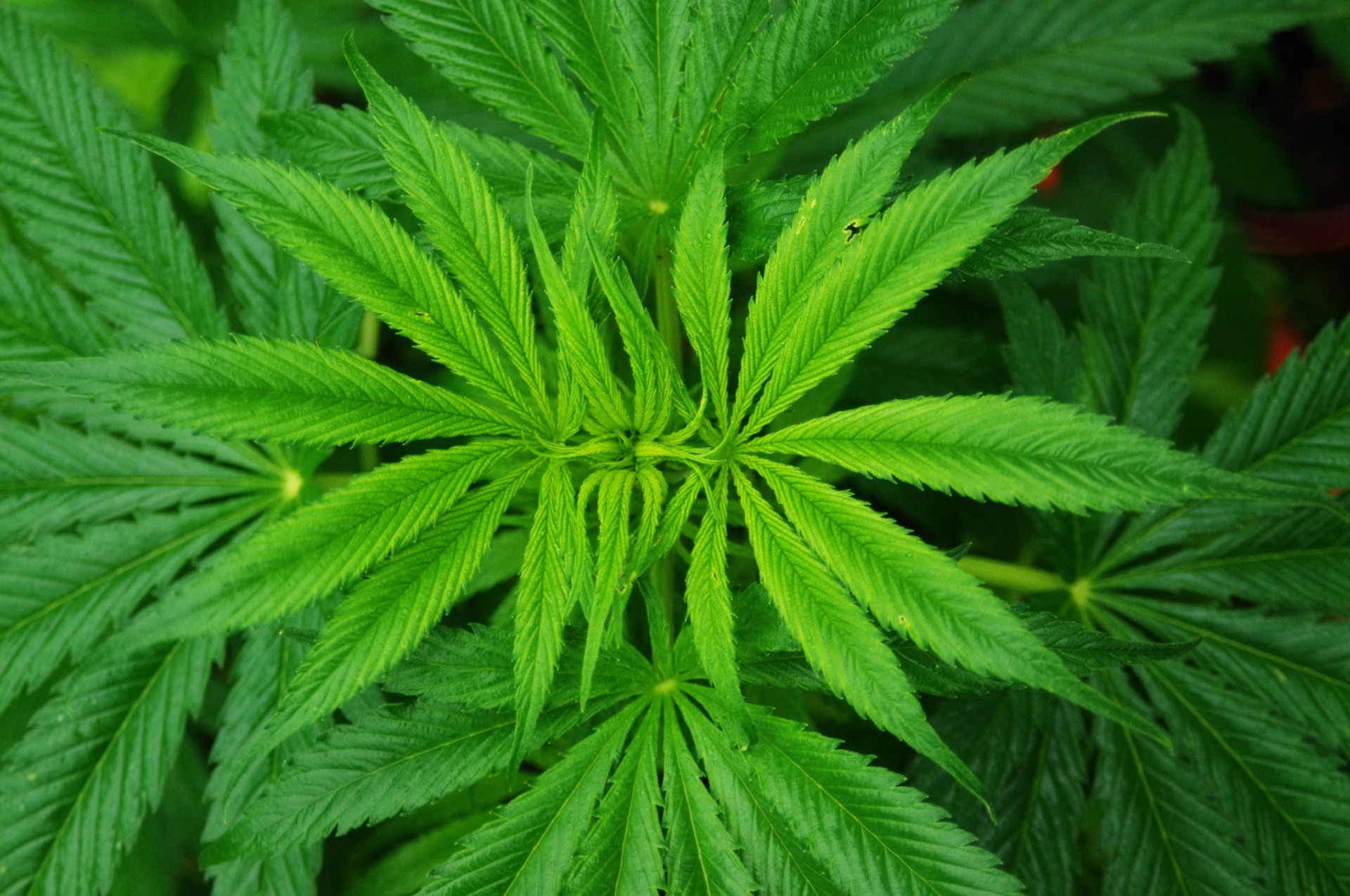 Image: Study: Cannabis compounds block covid from entering cells