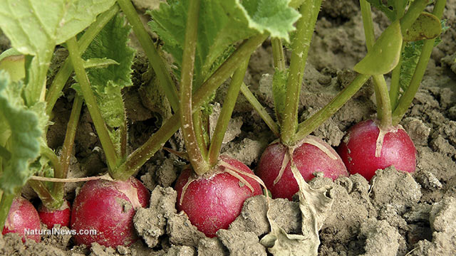 Image: Home gardening tips: 17 Veggies you can grow in buckets