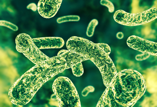 Image: Can probiotics help fight superbugs in the gut?