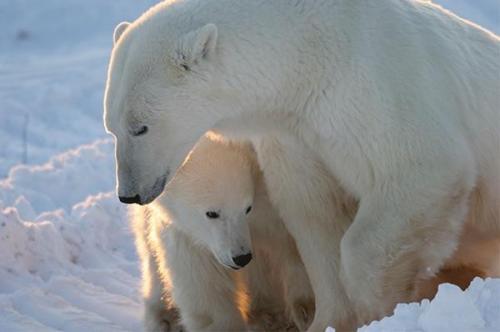 Image: Canadian zoologist: Polar bear population is flourishing