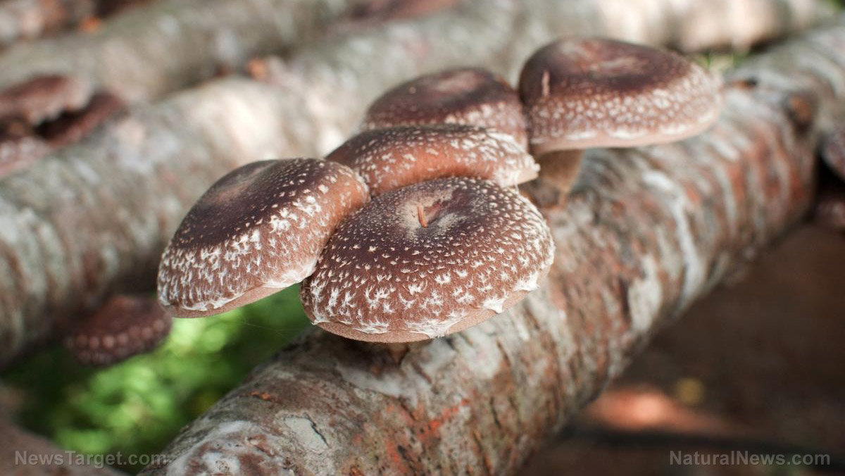 Image: Organic functional mushrooms: best immune-boosting medicine from Mother Nature