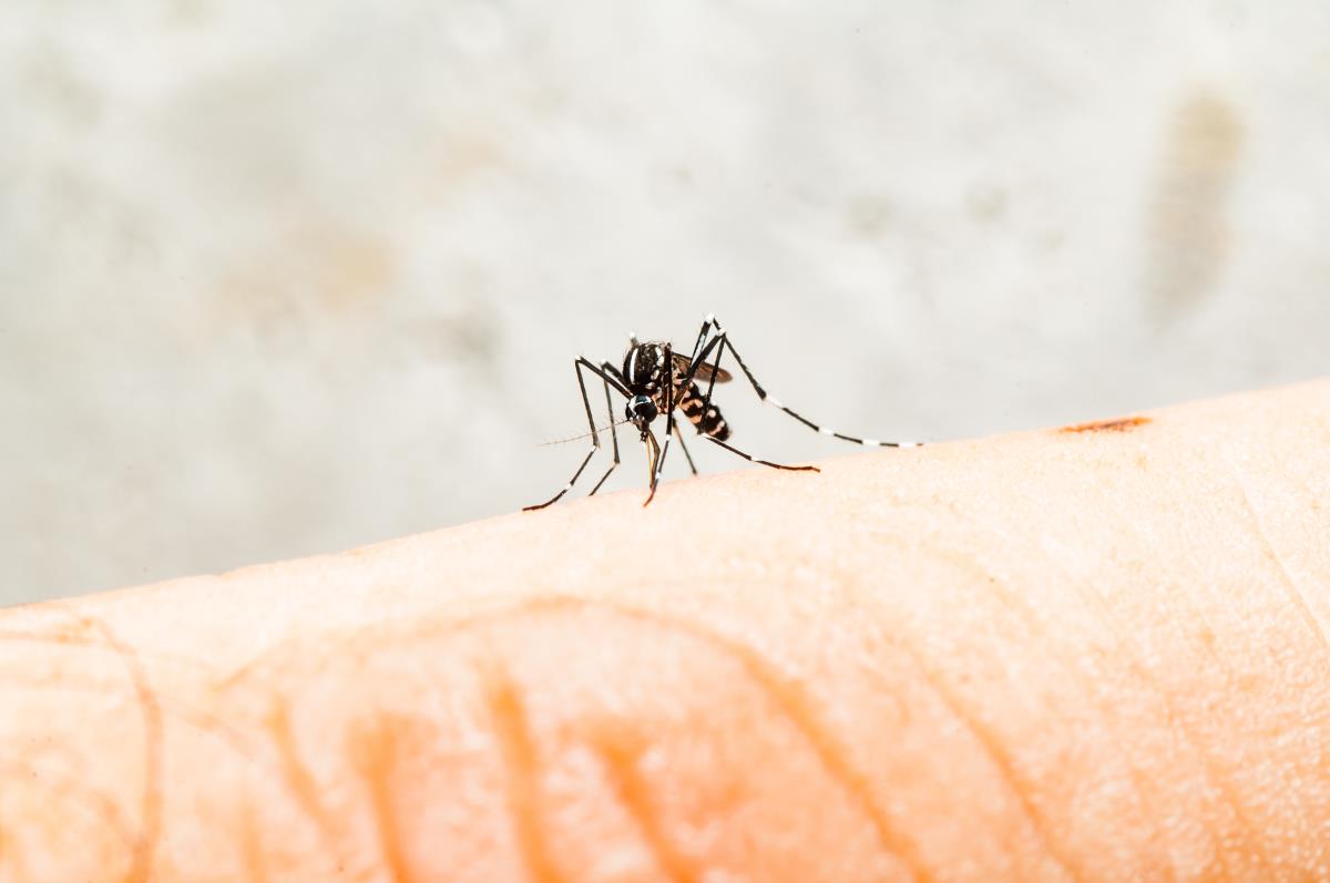 Image: Biotech company to release millions of genetically modified mosquitoes in California