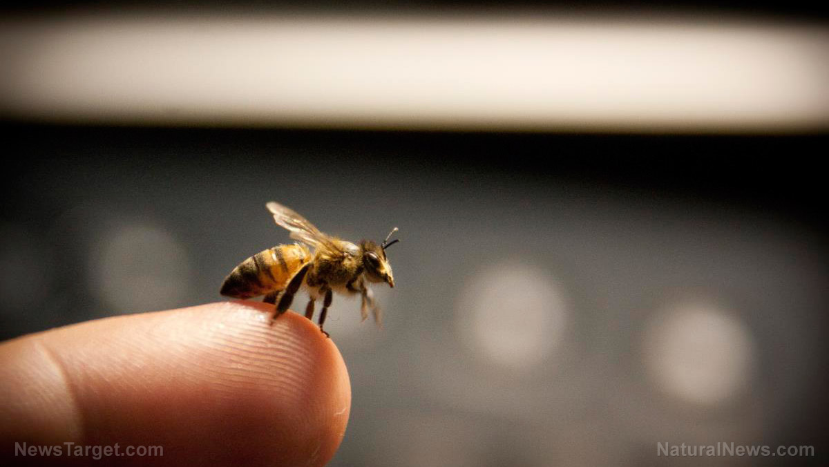 Image: Compound in honey bee venom found to destroy cancer cells within 60 minutes