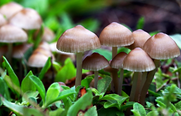 Image: New research suggests mushrooms can communicate with each other using up to 50 “words”