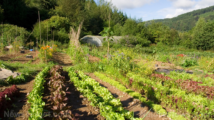 Image: Creating food forests out of front lawns can prepare communities for FOOD COLLAPSE – Brighteon.TV