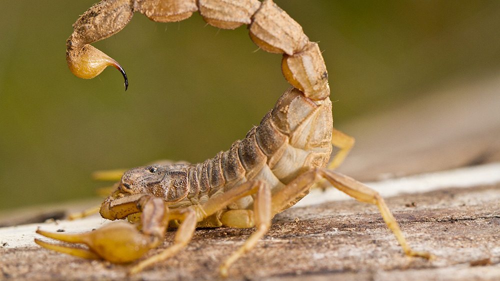 Image: Ancient natural substance may be the newest treatment for cancer: Scorpion venom found to be effective at identifying brain tumors