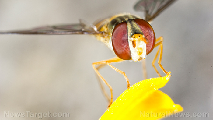 Image: Natural remedy for Parkinson’s? Wasp venom shows surprising promise as a treatment
