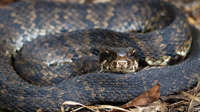 Image: Are monoclonal antibodies an anti-venom to a snake-based component of covid?