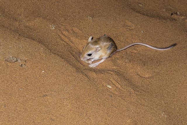 Image: Kung fu fighting in the animal world: Meet the kangaroo rat, which seemingly uses “kung fu” to outsmart rattlesnakes