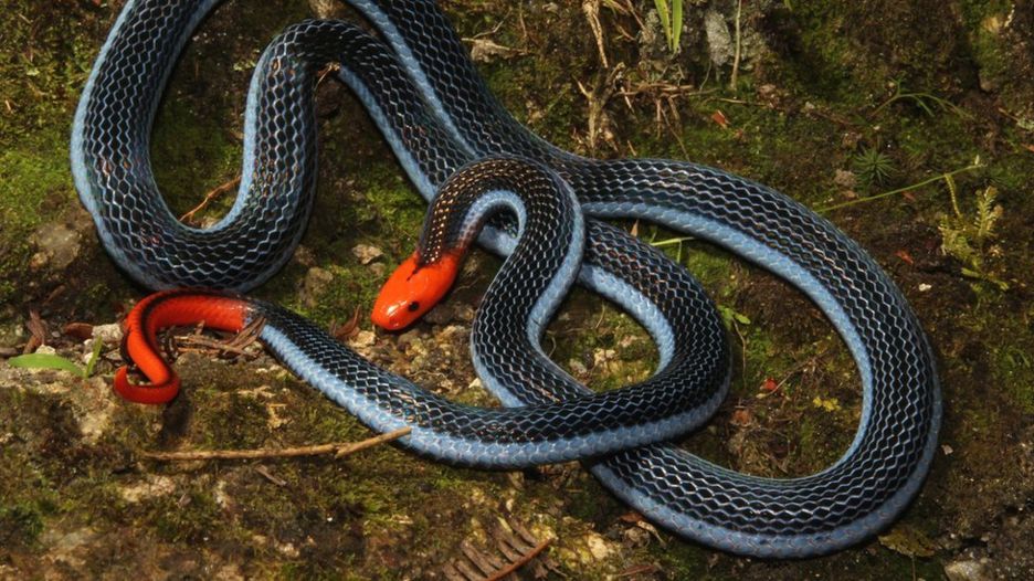 Image: Venom from the world’s deadliest snakes could be used for pain relief