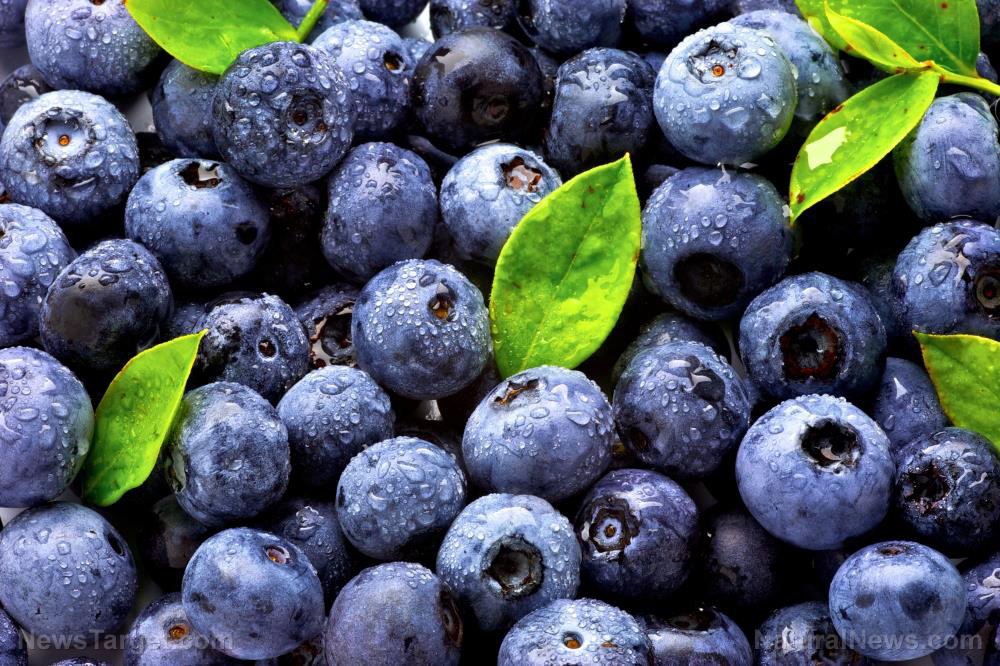 Image: Blueberries are bursting with various antioxidants that reduce the risk of dementia