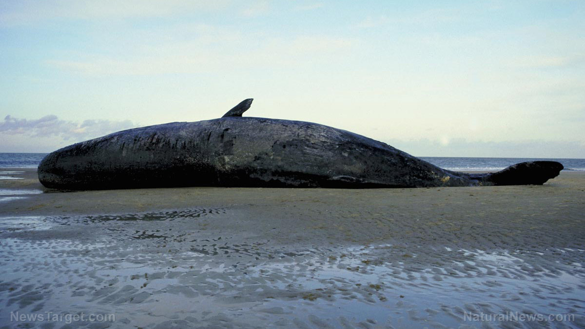 Image: Convenience for us KILLS them: U.K. study finds ALL of the dolphins, whales, and seals washed up on their shores have plastic in their guts