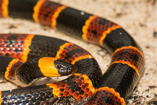 Image: VENOM FACTORIES: World Economic Forum celebrates new technology to SYNTHESIZE snake venom peptides using RNA advances for rapid venom “drug” development and deployment