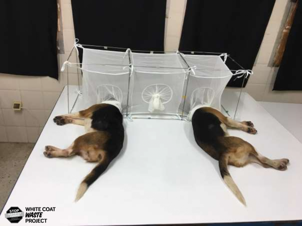 Image: Fauci under fire for funding inhumane experiments that tortured beagle puppies to death