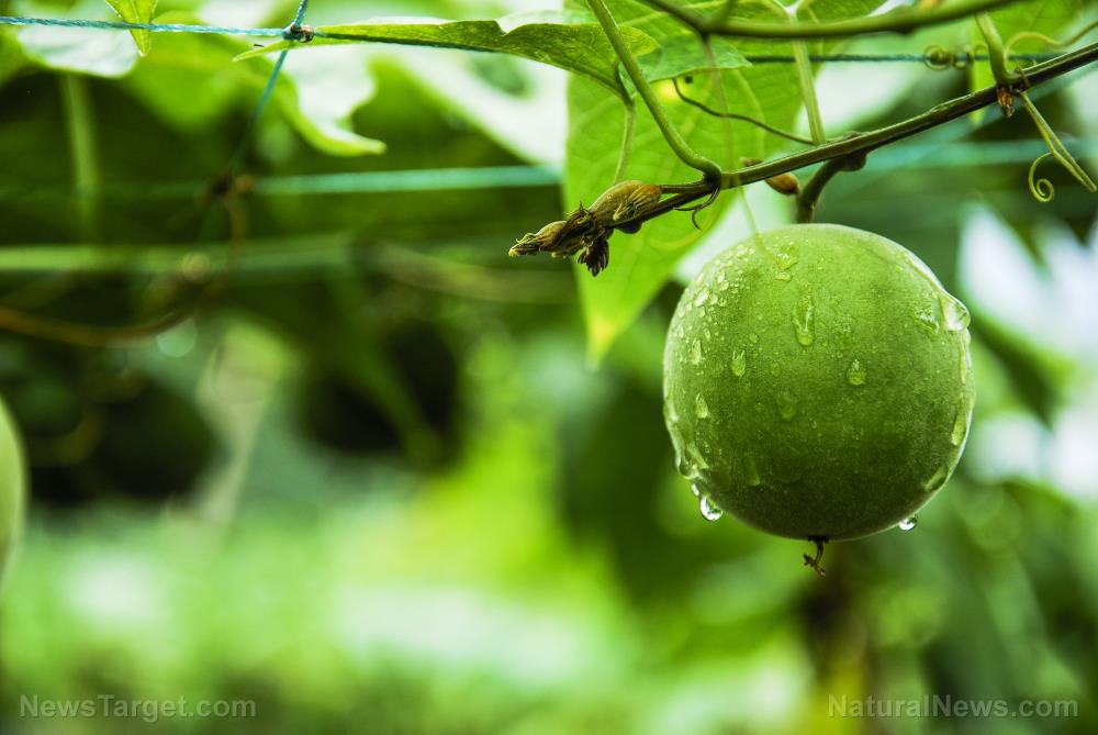 Image: Enhanced stem cell function from monk fruit produces anti-aging effects