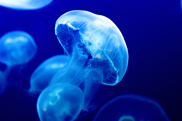 Image: A solution to microplastic pollution, thanks to jellyfish?